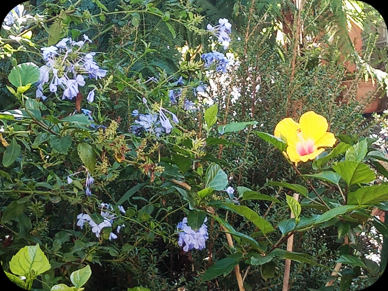 Plumbago 19 Sep 23.jpg