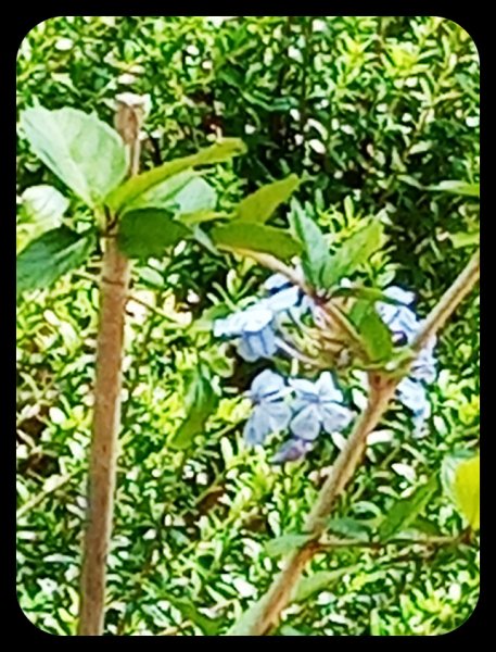 Plumbago 24 May 23.jpg