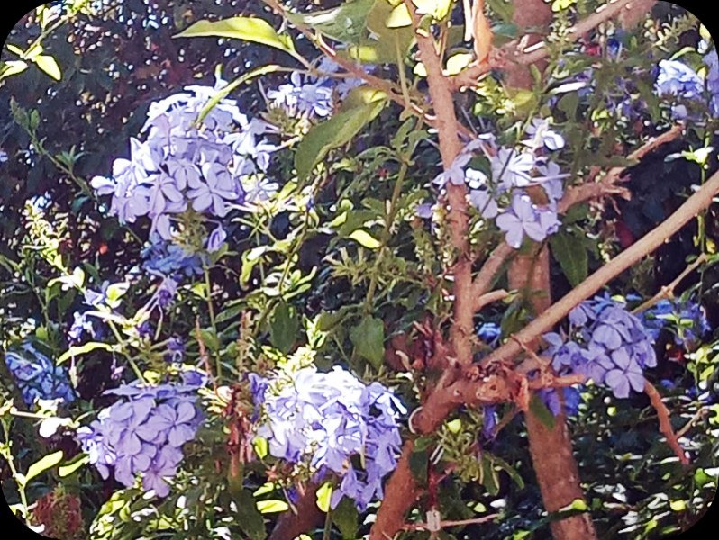 Plumbago 29 Jul 23.jpg