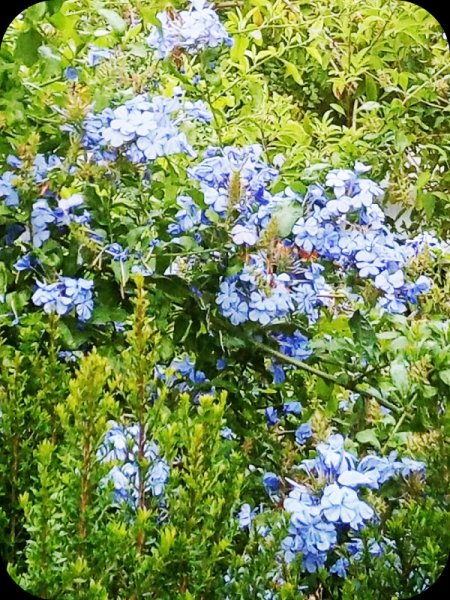 Plumbago 29 Jun 24.jpg