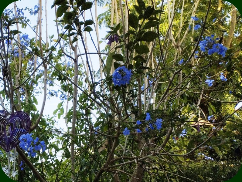 Plumbago 5 Oct 24.jpg