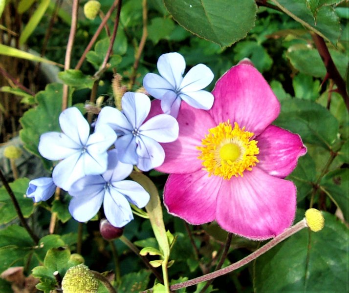 Plumbago and A hupihensis Little Princess.JPG