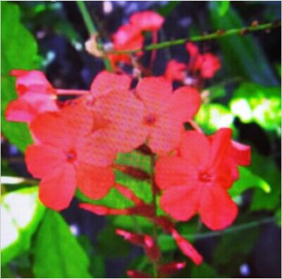 Plumbago coccinea.jpg