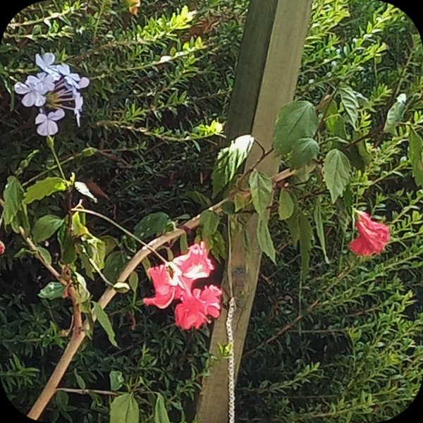 Plumbago & Hib Pagoda 28 Jun 24.jpg