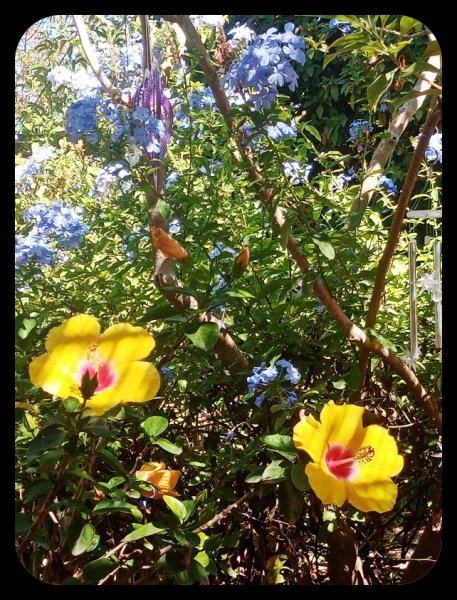 Plumbago Hibiscus April 6 Sep 22.jpg