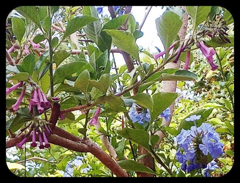 Plumbago Iochroma 10 Jun 23.jpg