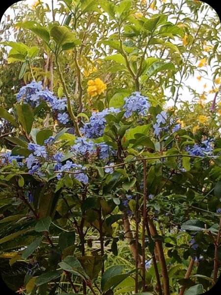 Plumbago & Tecoma 19 Sep 24.jpg