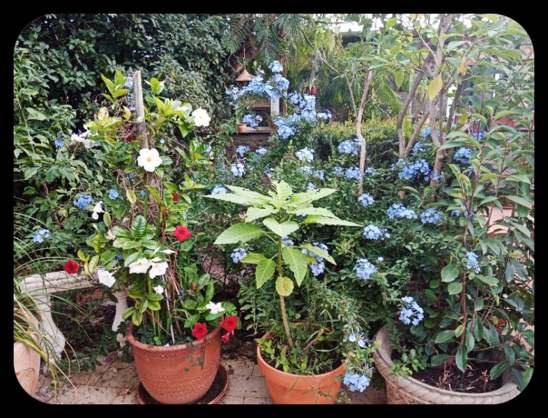 Plumbago1 18 Oct 22.jpg