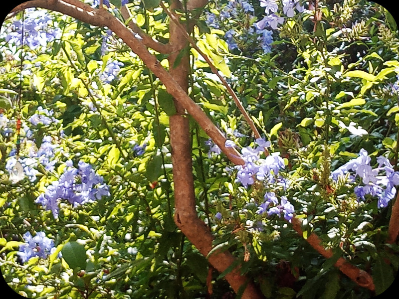 Plumbago11 21 Jul 23.jpg