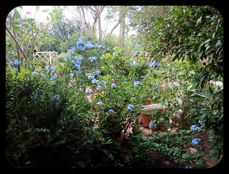 Plumbago2 18 Oct 22.jpg