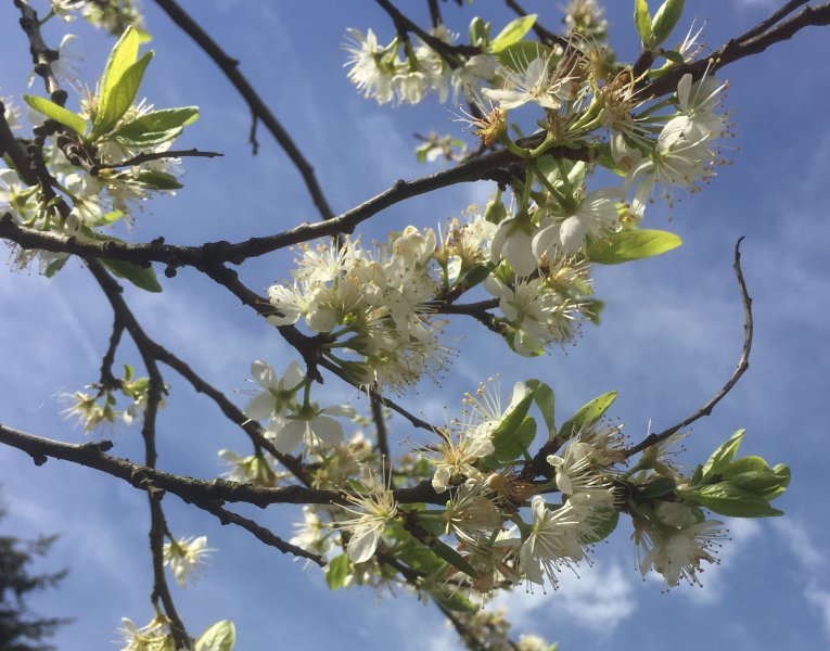 plumblossom.jpg