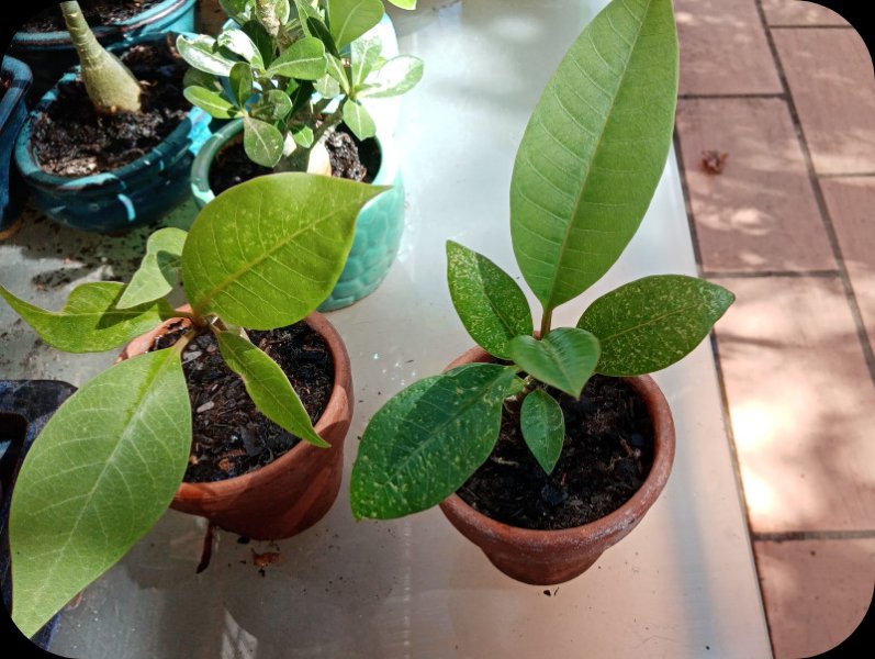 Plumeria Bonsai 26 Jul 23.jpg