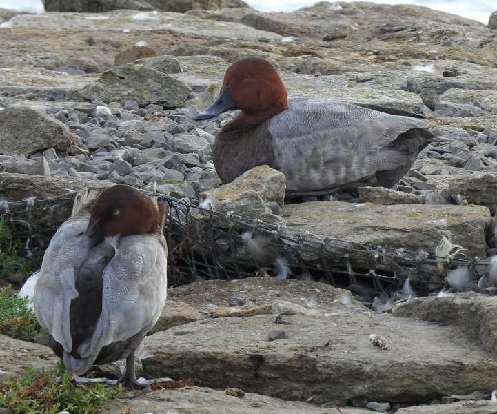 pochard 2.JPG