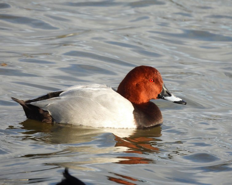 Pochard.JPG