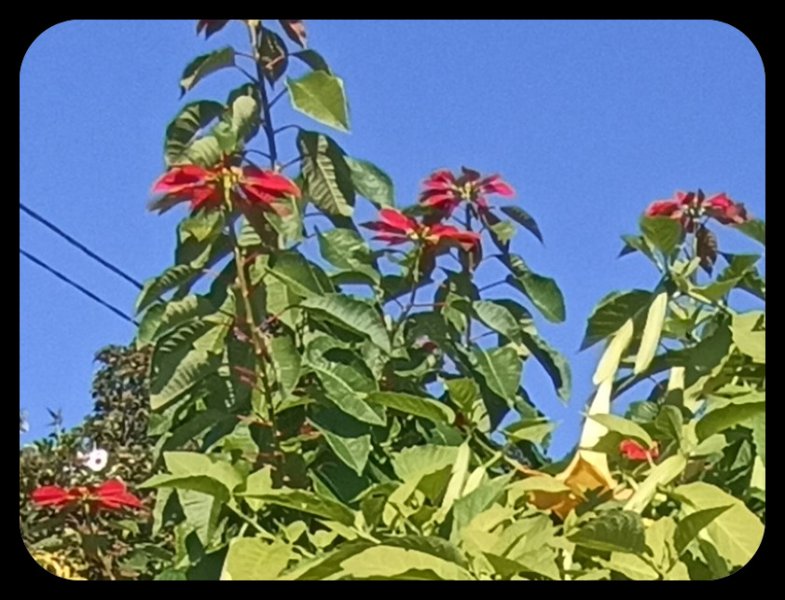 Poinsettia 2 Dec 22.jpg