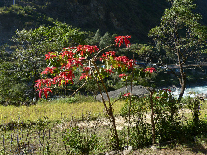 Poinsettia 2.jpg