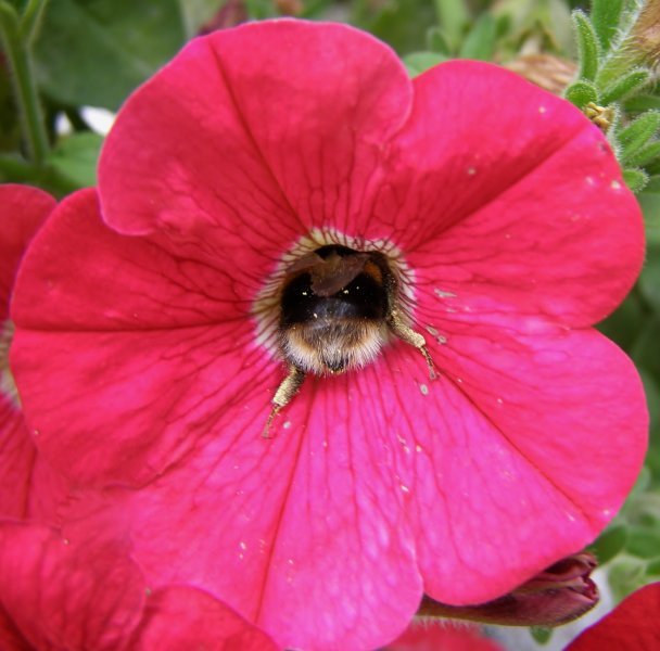 Pollination (2020_01_29 16_37_01 UTC).JPG