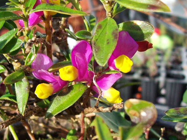 Polygala chamaebuxus.jpg