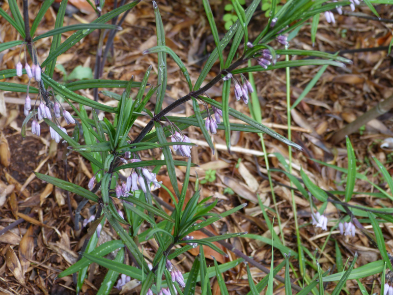 Polygonatum curvistylum.JPG