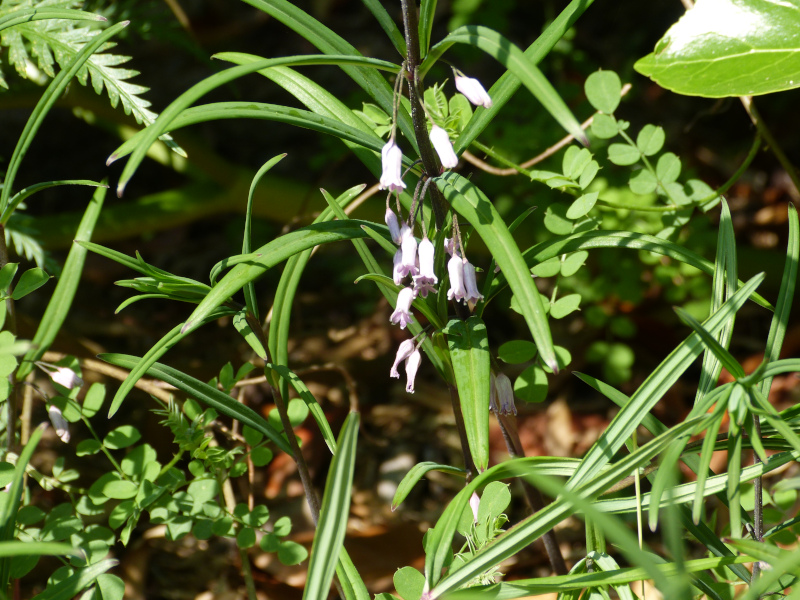 Polygonatum curvistylum.JPG