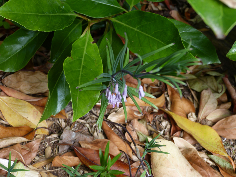 Polygonatum curvistylum.JPG