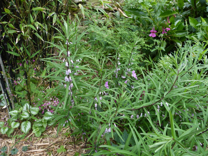 Polygonatum curvistylum.JPG