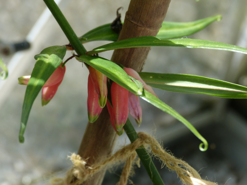 Polygonatum vietnamicum.JPG