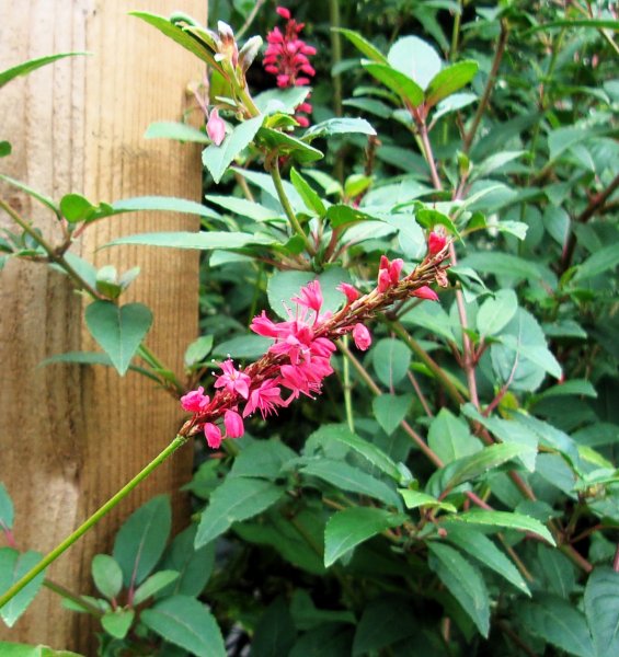 Polygonum amplexicaulis.JPG