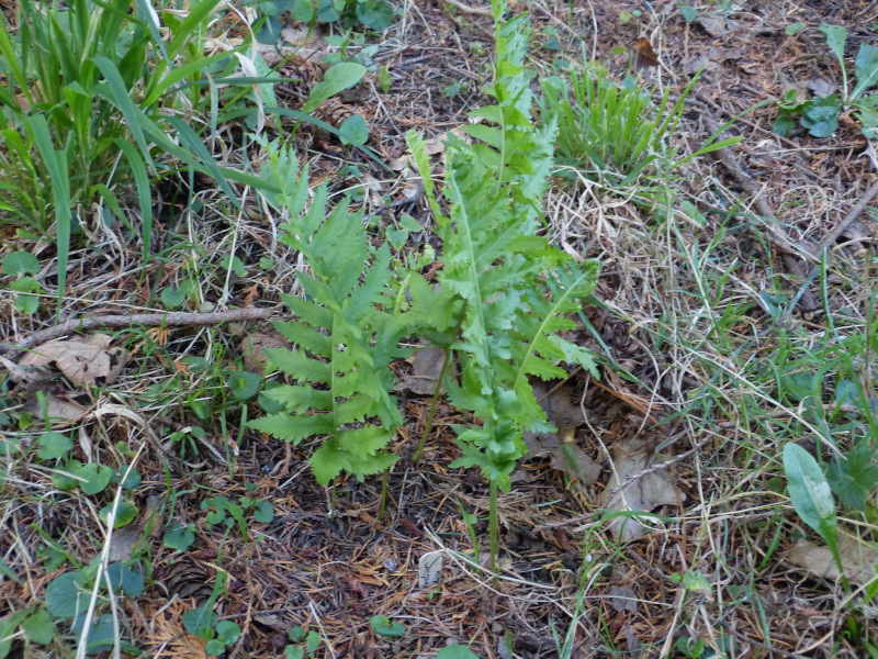 Polypodium calirhiza Sarah Lyman.JPG