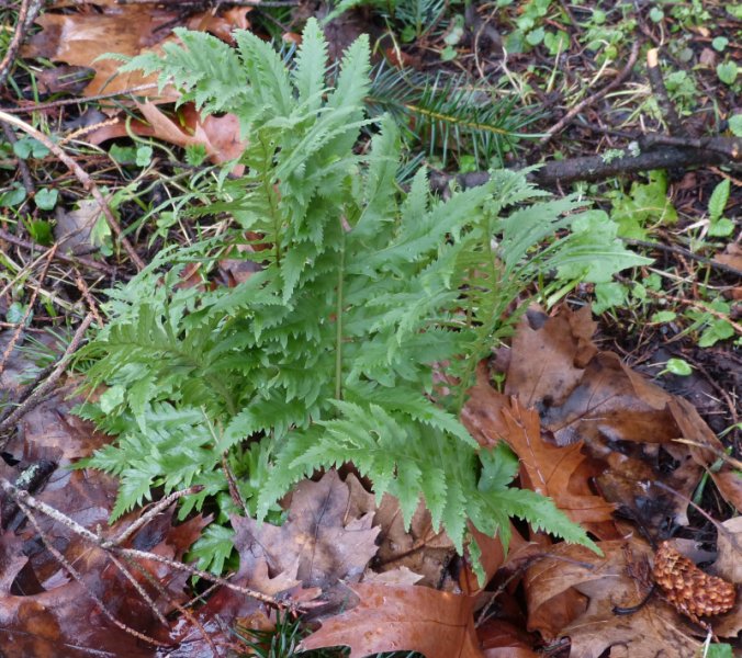 Polypodium calirhiza, Sarah Lyman.JPG