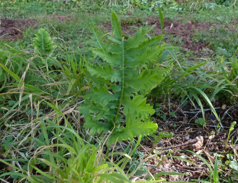 Polypodium calirhiza Sarah Lyman.JPG