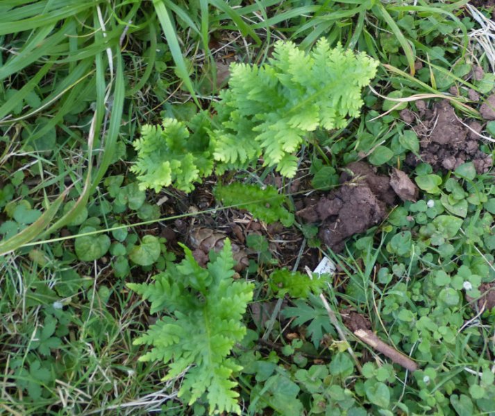 Polypodium cambricum Pulcherriium Addison.JPG