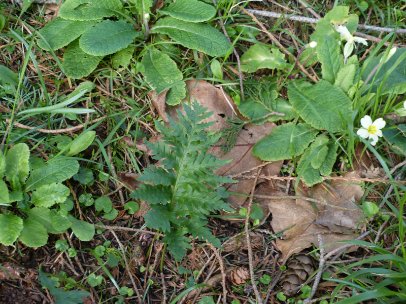 Polypodium cambricum Pulcherrimum Addison.JPG