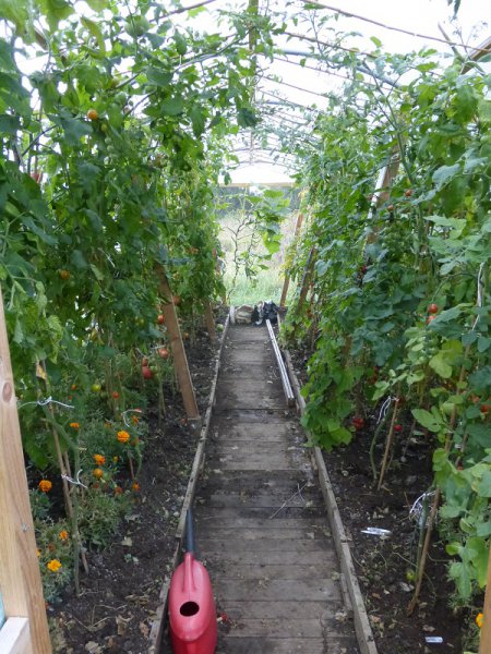 polytunnel 14.9.2015.jpg