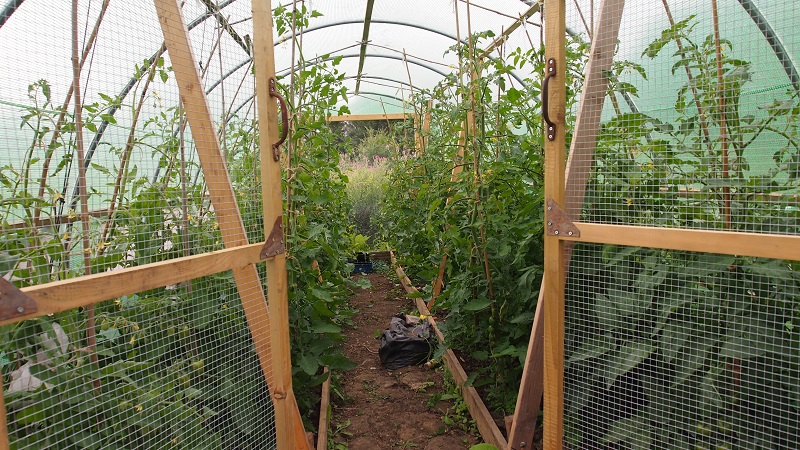 polytunnel 28June2017.jpg