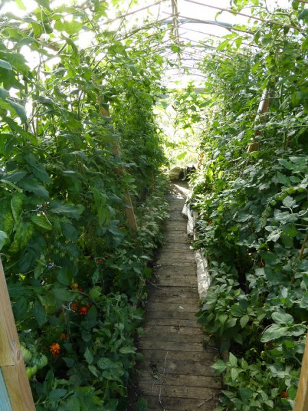 polytunnel toms 15.8.2015.jpg