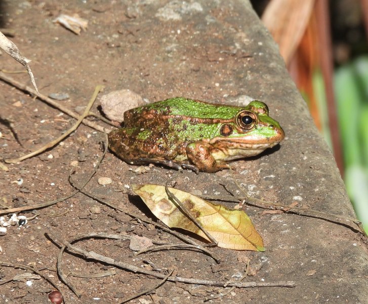 pool frog.JPG