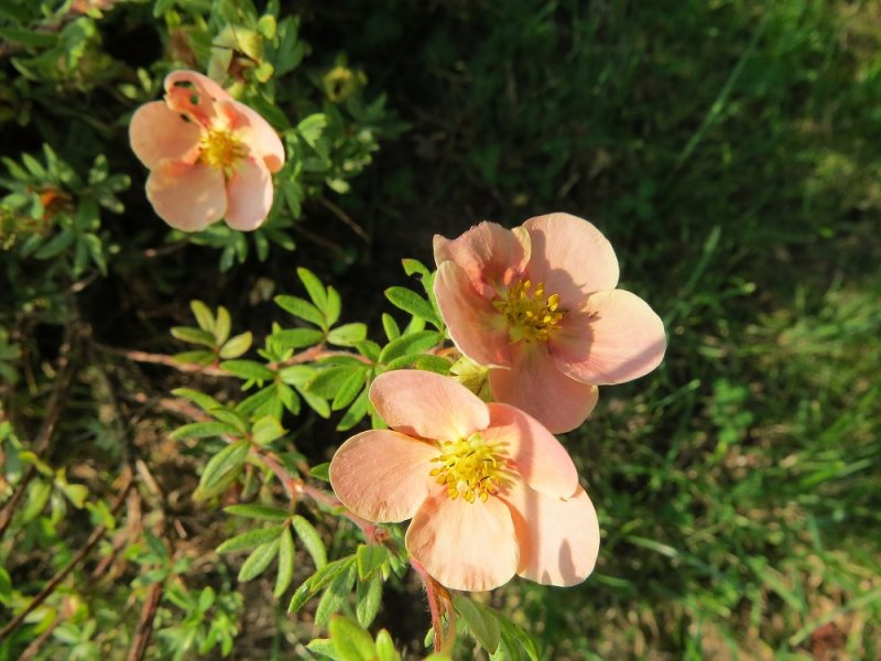 Potentilla Fruticosa 'Daydawn' 3.JPG