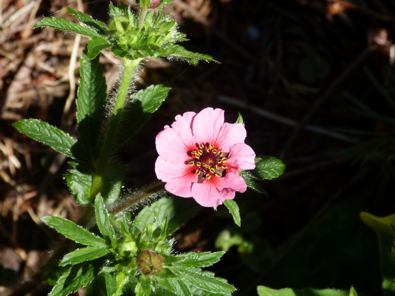 Potentilla nepalensis.JPG