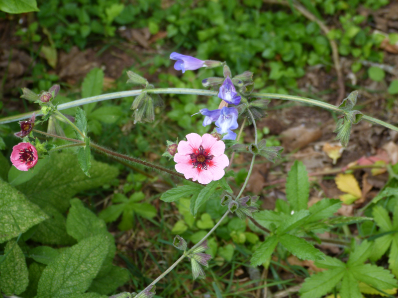 Potentilla nepalensis.JPG