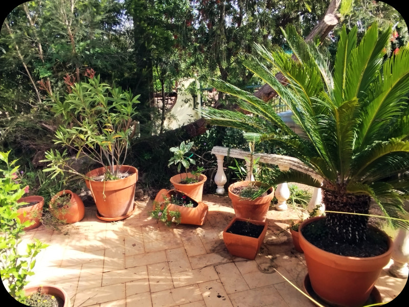 Pots on Raised Patio.jpg