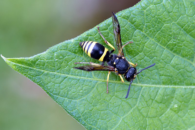 Potter Wasp.jpg