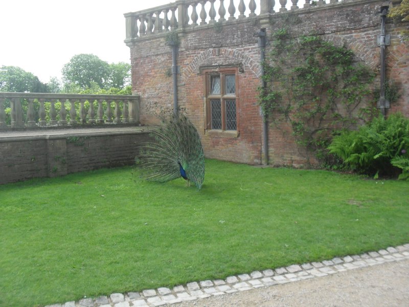 Powis Castle (2).JPG