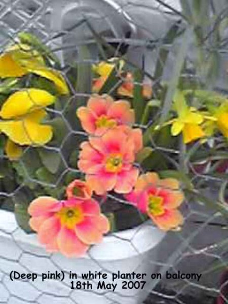 Primrose (Deep pink) in white planter on balcony 18-05-2007.jpg