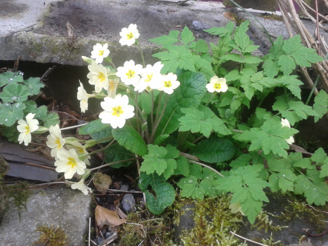 primrose welsh poppy.jpg