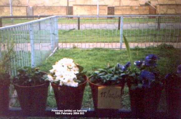 Primrose (white) on balcony 15th February 2004 003.jpg