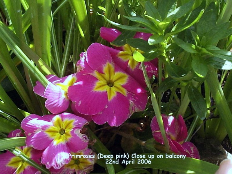 Primroses (Deep Pink) Close up on balcony 22-04-2006.JPG