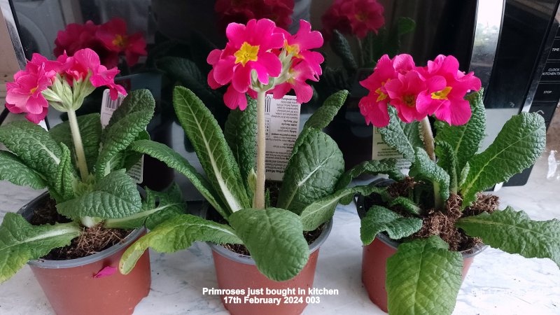 Primroses (Deep pink) just bought in kitchen 17th February 2024 002.jpg