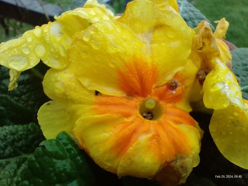 Primroses flowering on balcony 2th February 2024 001 (Macro).jpg