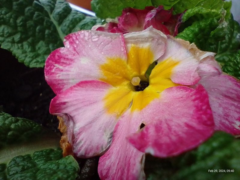 Primroses flowering on balcony 2th February 2024 002 (Macro).jpg